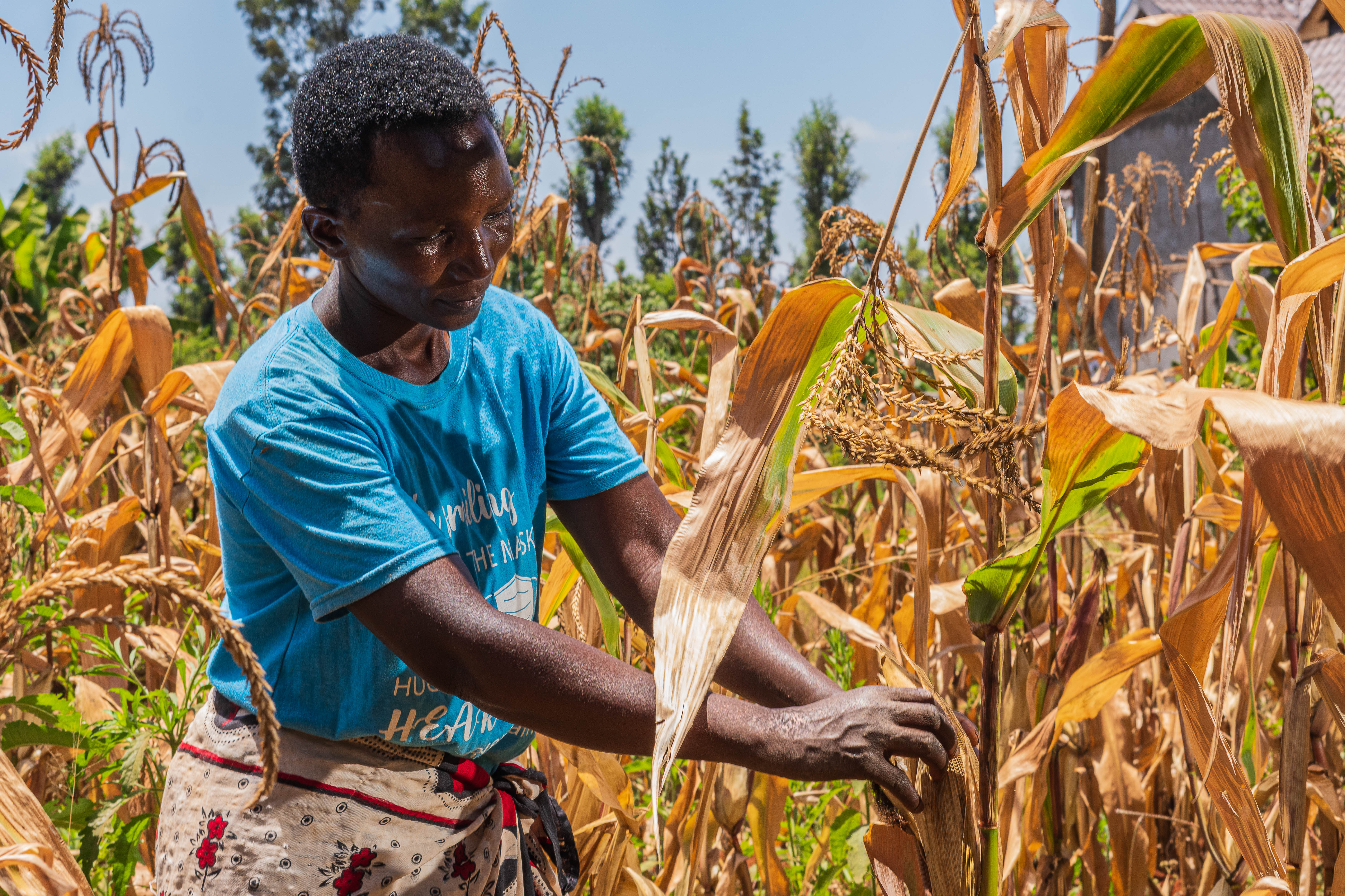 Person in a blue shirt harvesting dry maize in a field under a clear sky