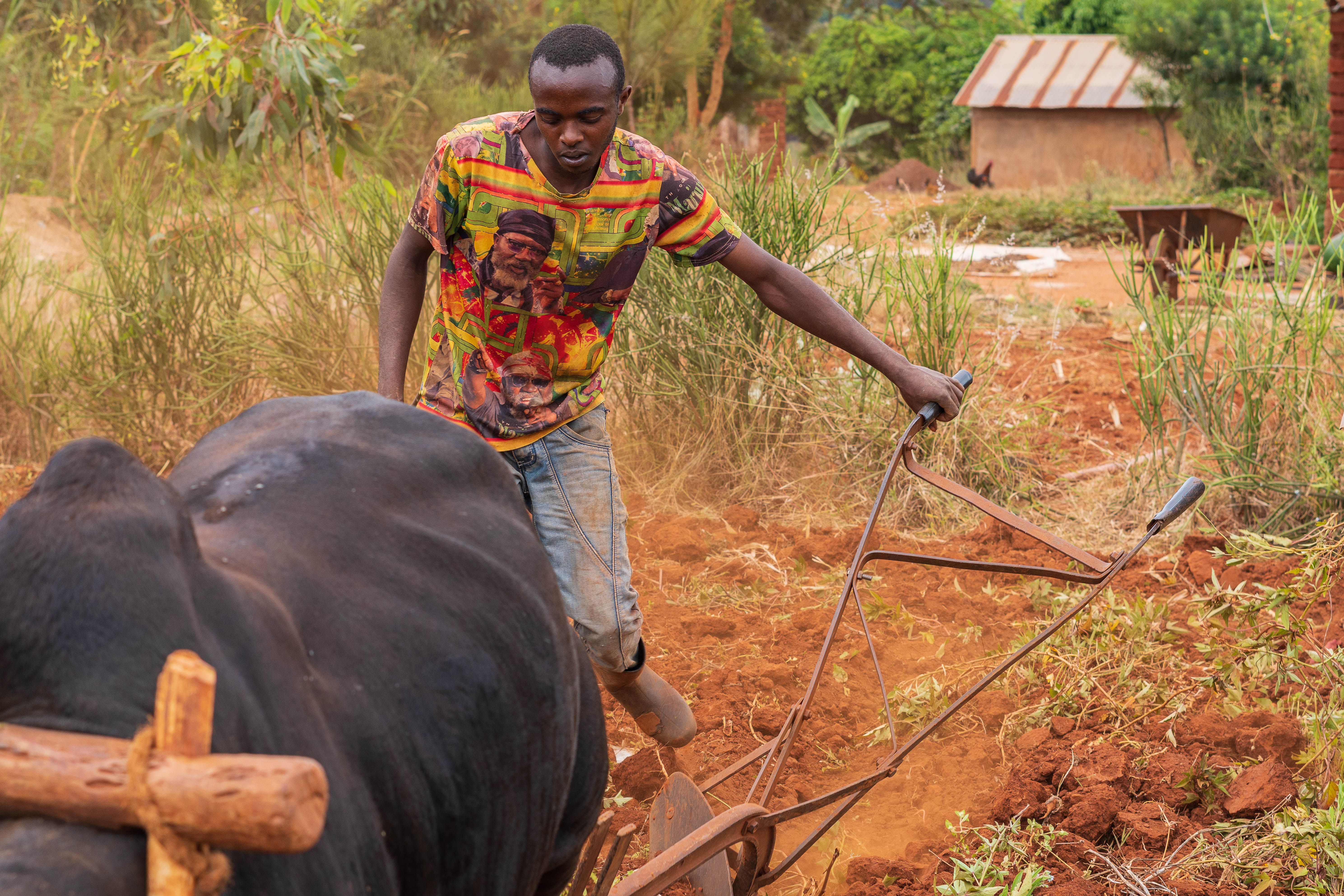 A farmer ploughing red soil with a wooden plough pulled by an ox